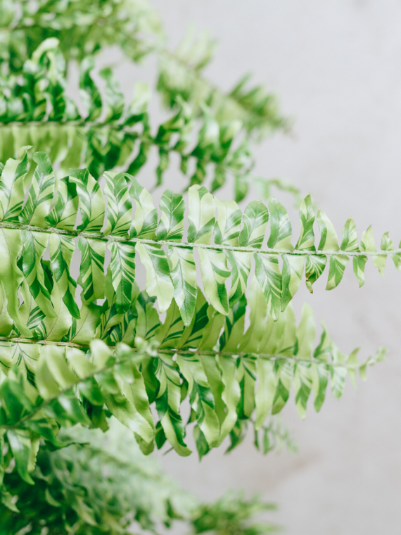 Boston Fern ‘Tiger’