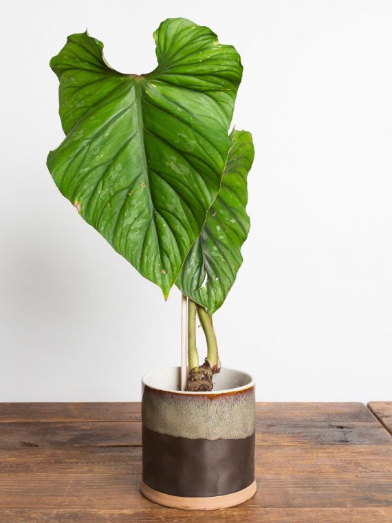 Philodendron plowmanii