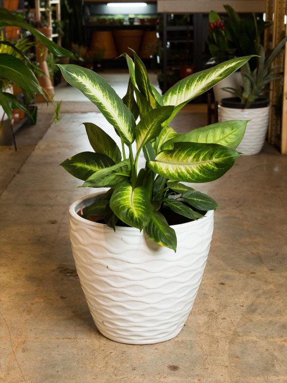 Dieffenbachia ‘Camille’ Large