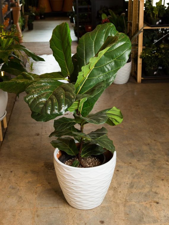 Fiddle Leaf Fig Large