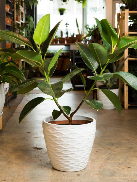 Ficus elastica ‘Decora’